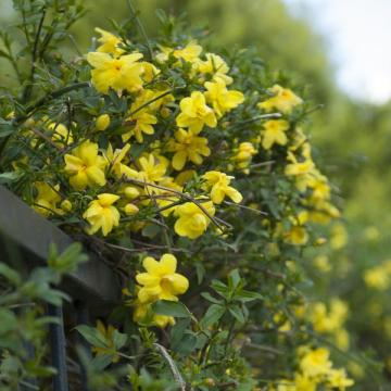 Jasminum Mesnyi ( Primrose Jasmine ) Plant