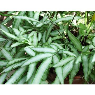 Pteris Cretica Fern Plant