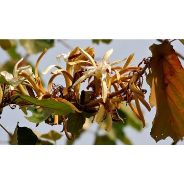 Buy Pterospermum Acerifolium, Maple Leaved Bayur Tree 