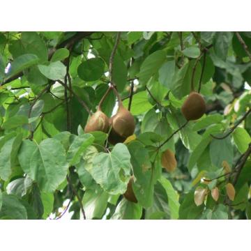 Buy Pterygota Alata, Budha Coconut Plant 