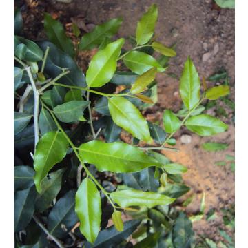 Buy Putranjiva Roxburghii, Childlife Tree Plant 