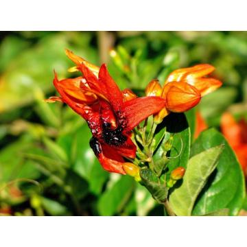 Ruttya Fruticosa Plant, Rabbit Ears Plant 
