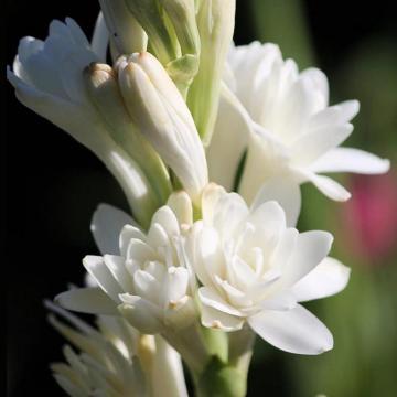 Polianthes Tuberosa, Rajni Gandha Plant 