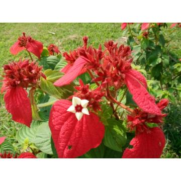 Mussaenda Erythrophylla , Red Flag Bush Plant 