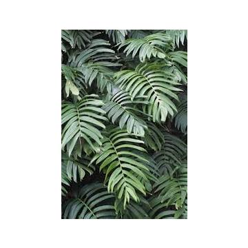 Rhaphidophora Decursiva, Creeping Philodendron Plant