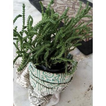 Buy Rhipsalis Cactus Plant , Mistletoe Cactus 