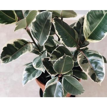 Ficus Elastica ‘Tineke ( Variegated Rubber Plant )