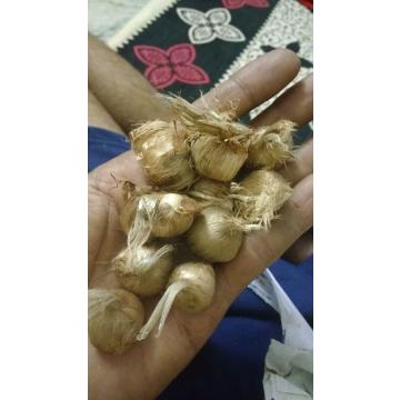 Buy Crocus Sativus Saffron ( Kesar ) Bulbs - 15 Bulbs Pack
