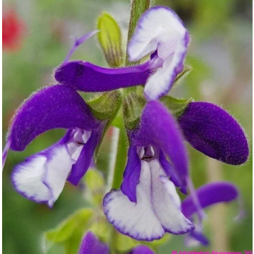 Salvia Pratensis ,Meadow Sage  - 20 Seeds Pack