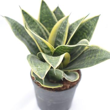 Buy Sansevieria Trifasciata Prain Plant 