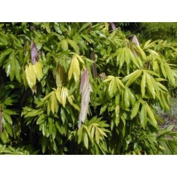Buy Saracca Asoca,  Sorrow less Tree  ( Sita Ashok ) Plant