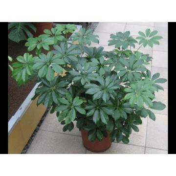 Schefflera Arboricola Plant, Dwarf Umbrella Tree
