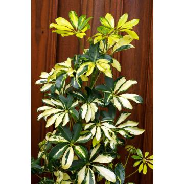 Buy Schefflera ( Saplera ) Variegated ( Yellow Leaf ) Plant 