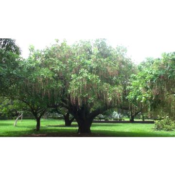 Barringtonia Acutangala Seeds. Samudraphala, Indian Oak  - 25 Seeds