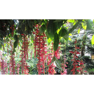 Buy Thunbergia Mysorensis Plant, Sehra Bel Plant