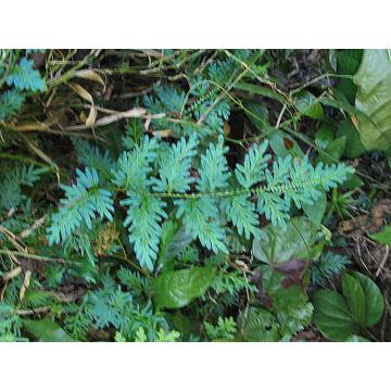 Selaginella Willdenowii , Peacock Fern Plant