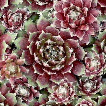 Buy Sempervivum Jade Rose Cactus Plant For Sale With Free Shipping