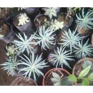 Senecio Vitalis Succulent Plant