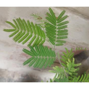 Buy Prosopis Cineraria, Khejari Tree Shami Plant 