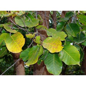 Buy Shorea Robusta Plant, Sal Plant 