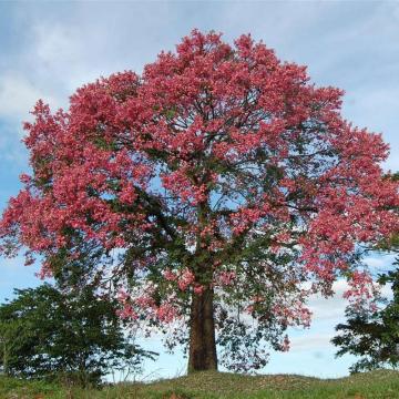 Chorisia Speciosa Plant, Silk Floss Tree Plant 