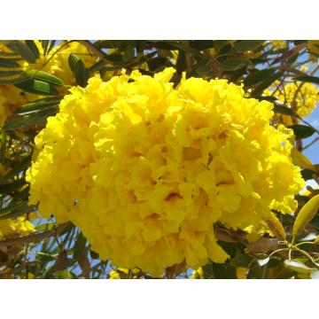 Tabebuia Argentea Silver Trumpet Tree - 50 Seeds For Sale 