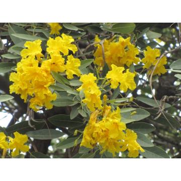 Tabebuia Argentea Plant , Silver Trumpet Tree