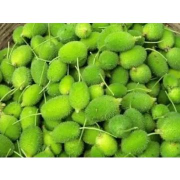 Momordica Dioica , Spiny Gourd - 50 Seeds Pack