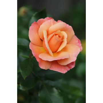 Sunset Orange Creeper Rose Plant