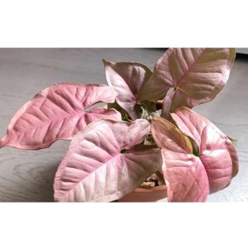 Syngonium Pink , Pink Allusion Arrowhead Plant