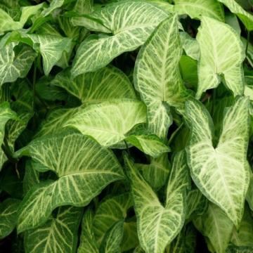 Syngonium Podophyllum Plant , American Evergreen Plant 
