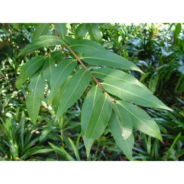 Buy Syzygium Jambos, Malabar Plum , Gulab Jamun Plant 