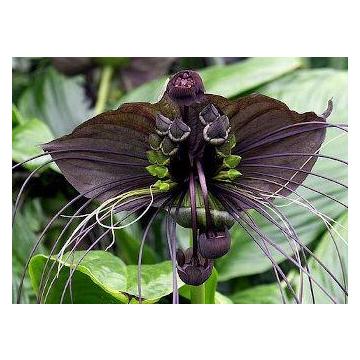 Tacca Chantrieri Seeds, Black Bat Flower - 20 Seeds