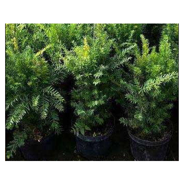 Taxus Baccata – English Yew Plant