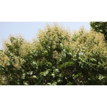 Tectona Grandis Teakwood 100 Seeds For Sale In India