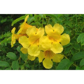 Buy Tecoma Stans, Yellow Bells Plant 
