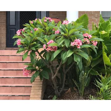 Plumeria Rubra, Temple Tree Plant 
