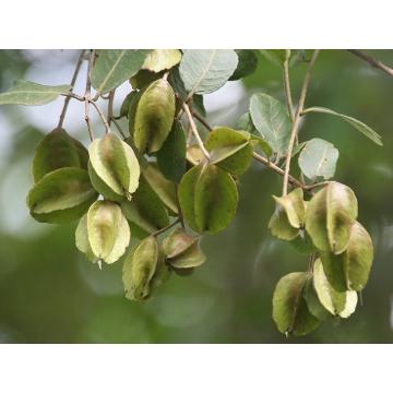 Buy Terminalia Arjuna,  Arjun Plant 