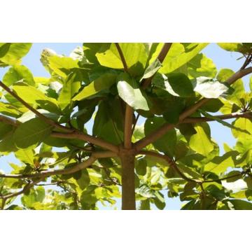Buy Almond Plant , Indian Kashmiri Almond Tree , Prunus amygdalus,