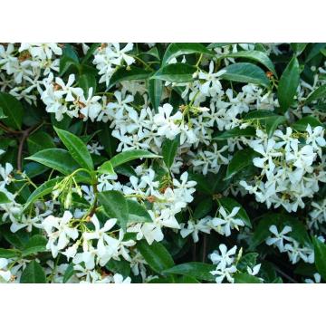 Buy Trachelospermum Jasminoides Plant, Star Jasmine Plant 
