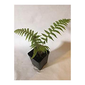 Tree Fern, Silver Lady Fern Plant