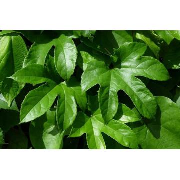Trichosanthes Palmata Lour, Scarlet Morning Glory - 10 Seeds Pack
