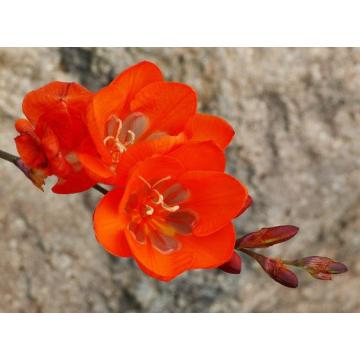 Buy Tritonia Flower Bulbs Pack of 5 bulbs 