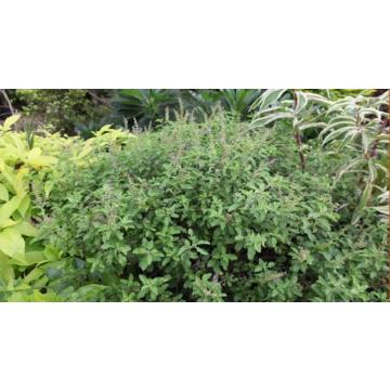 Ocimum Sanctum Tulsi 100 Seeds For Sale In India