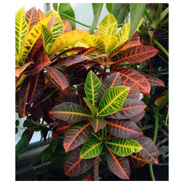  Codiaeum Variagatum Plant, Variegated Croton Plant
