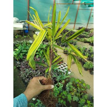 Rhapis Excelsa Variegated  ( Broadleaf Lady Palm )