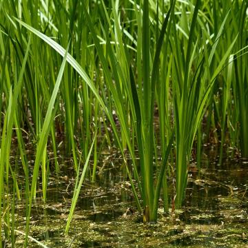 Acorus Calamus Plant, Vekhund Plant For Sale With Free Shipping