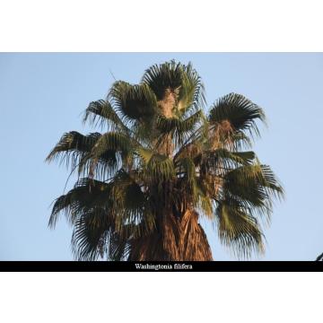 Washingtonia Filifera ( Desert Palm ) Plant