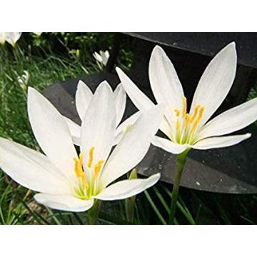 Buy Zephyranthes Candida ( White Rain Lily ) - 15 Bulbs Pack