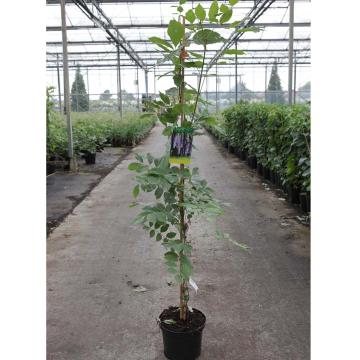 Rosa Bankansea And Wisteria Sinensis Plant Combo